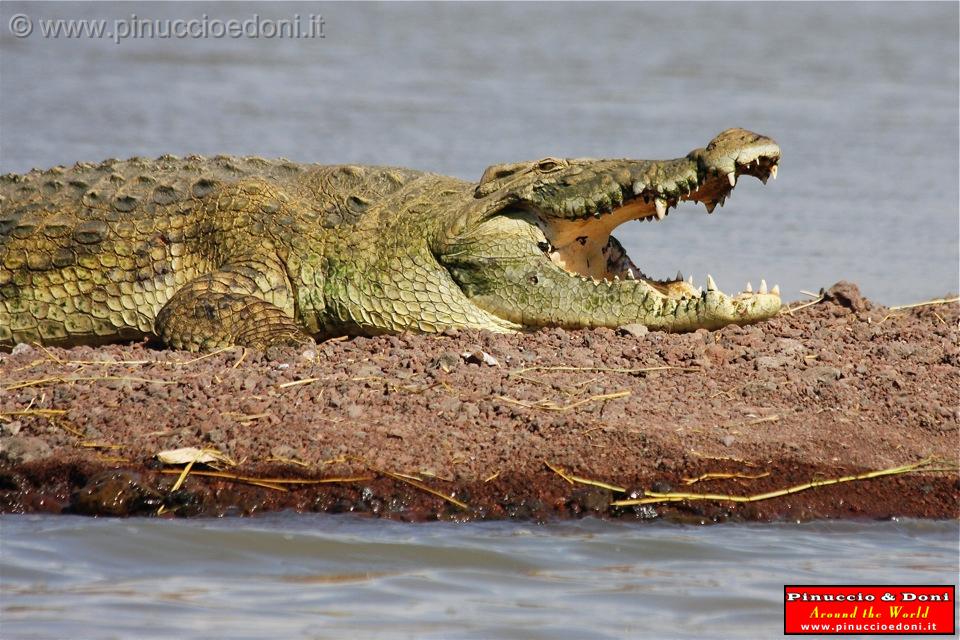 Ethiopia - Lago Chamo - Coccodrilli - 11.jpg